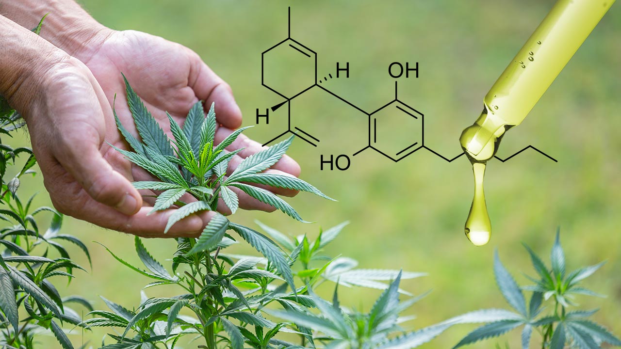 Terpenos en el CBD: qué son y por qué importan